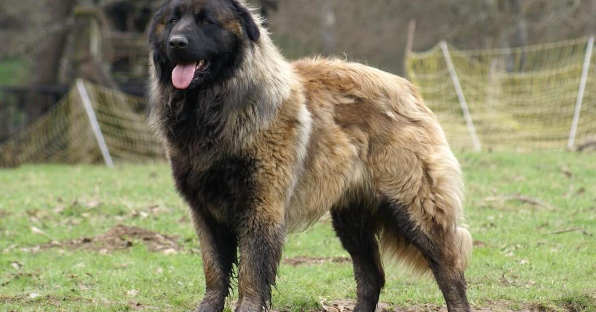 The Estrela Mountain Dog in its natural beauty, locally called Anjing Gunung Estrela.