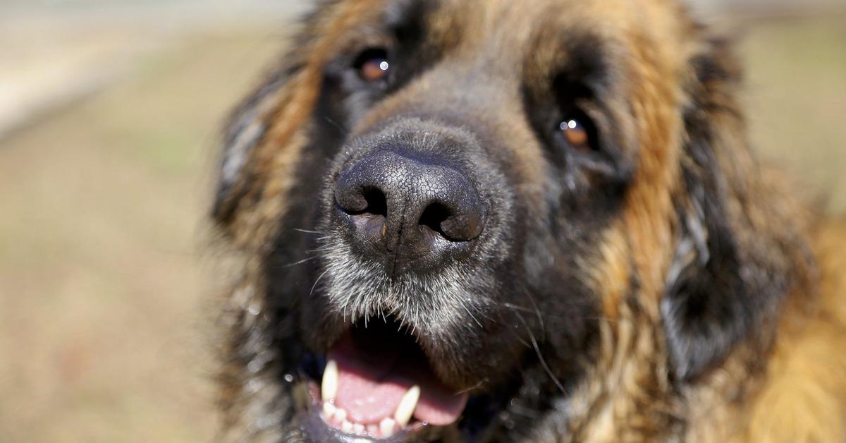 Photographic depiction of the unique Estrela Mountain Dog, locally called Anjing Gunung Estrela.