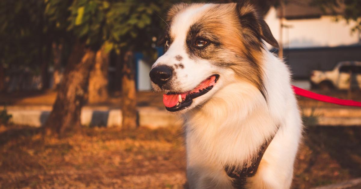 Close-up view of the English Shepherd, known as Anjing Gembala Inggris in Indonesian.