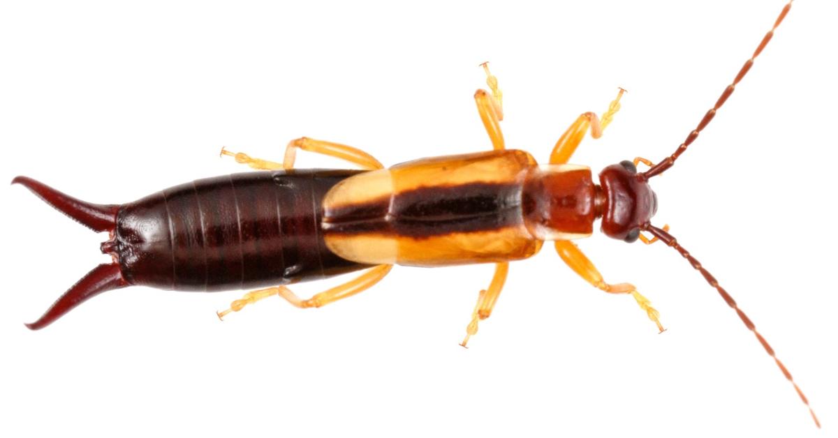 The Earwig, a beautiful species also known as Kutu Kuping in Bahasa Indonesia.