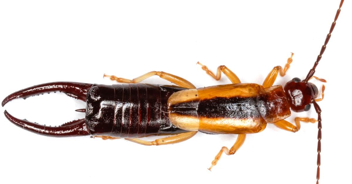 Captivating presence of the Earwig, a species called Forficulidae.