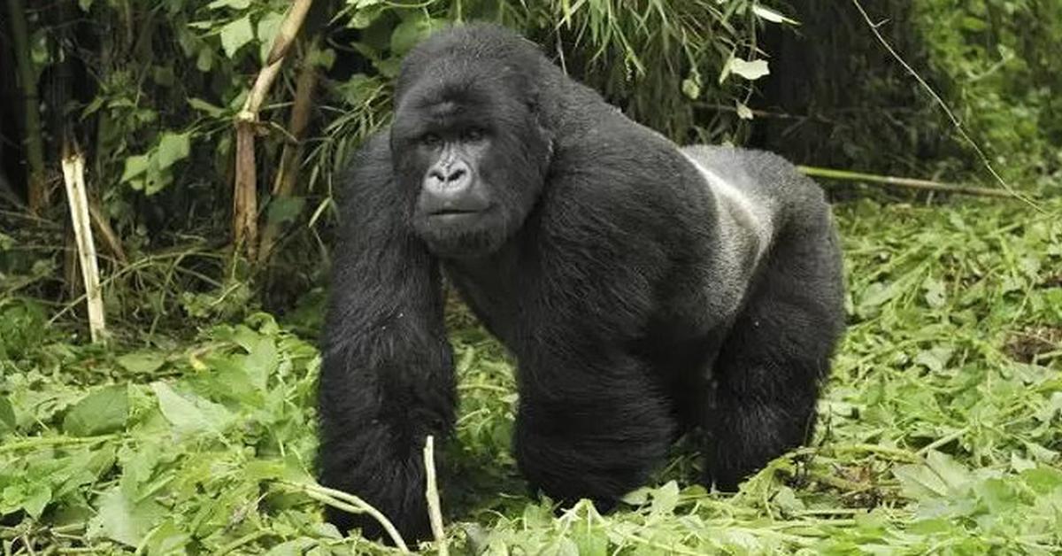 Stunning depiction of Eastern Gorilla, also referred to as Gorilla berengei.