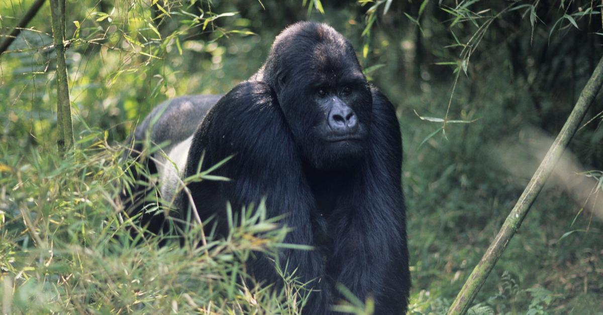 Photograph of the unique Eastern Gorilla, known scientifically as Gorilla berengei.