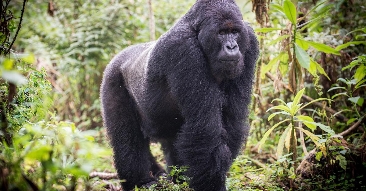 Elegant portrayal of the Eastern Gorilla, also known as Gorilla berengei.