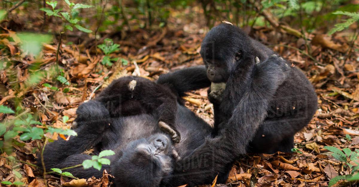 Graceful Eastern Gorilla, a creature with the scientific name Gorilla berengei.