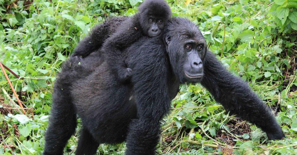 Engaging shot of the Eastern Gorilla, recognized in Indonesia as Gorila Timur.