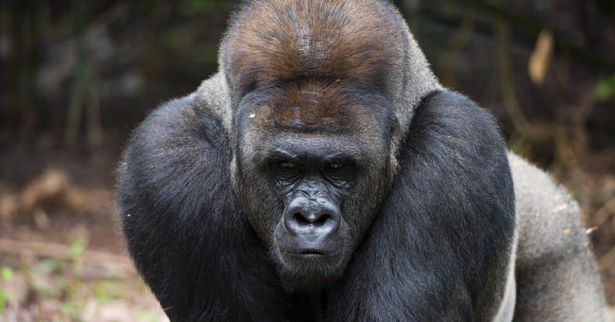 Close-up view of the Eastern Lowland Gorilla, known as Gorila Rawa Timur in Indonesian.