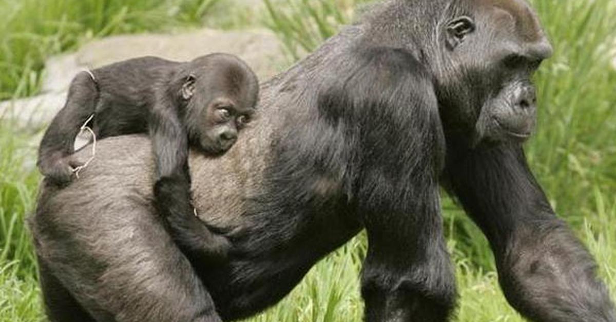 Insightful look at the Eastern Lowland Gorilla, known to Indonesians as Gorila Rawa Timur.