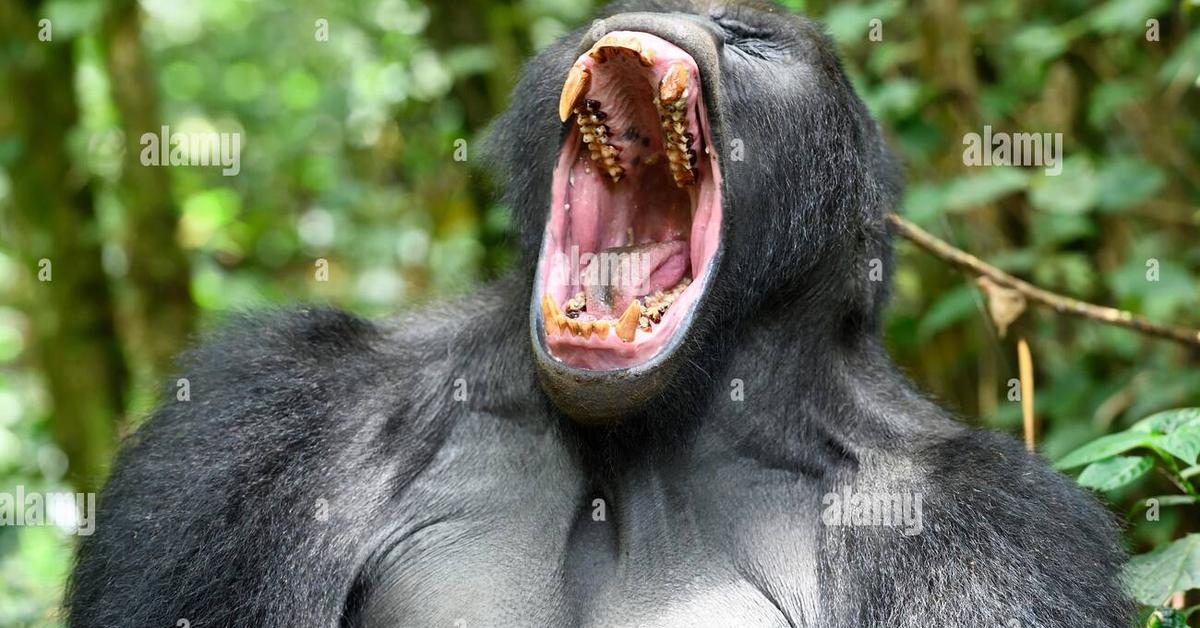 Splendid image of the Eastern Lowland Gorilla, with the scientific name Gorilla Berengei Graueri.