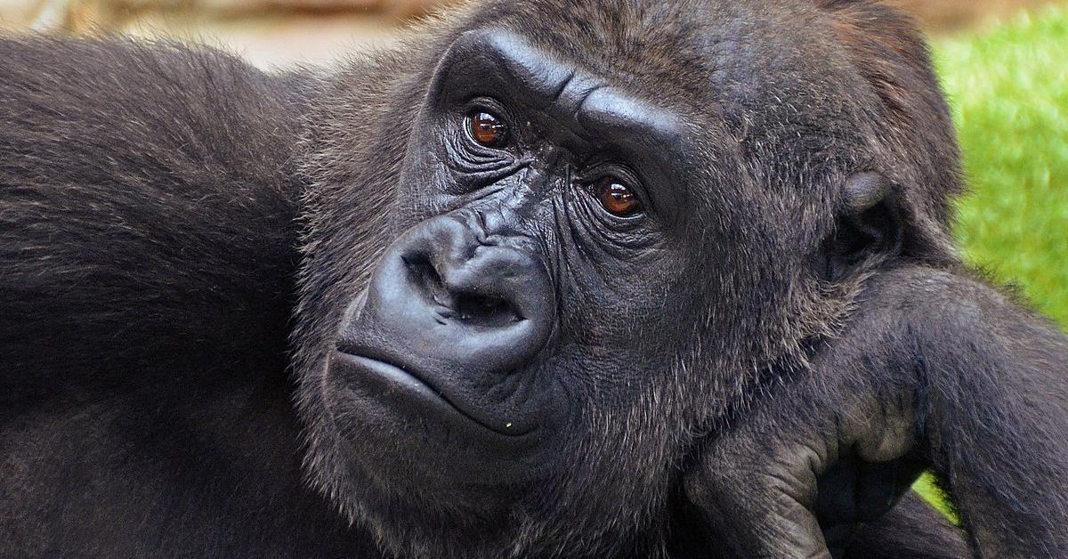 Exquisite image of Eastern Lowland Gorilla, in Indonesia known as Gorila Rawa Timur.