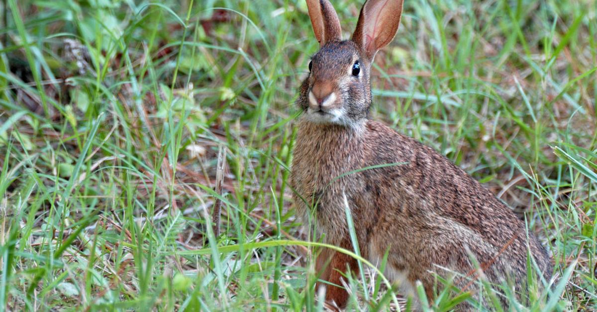 Distinctive Eastern Cottontail, in Indonesia known as Kelinci Ekor Timur, captured in this image.