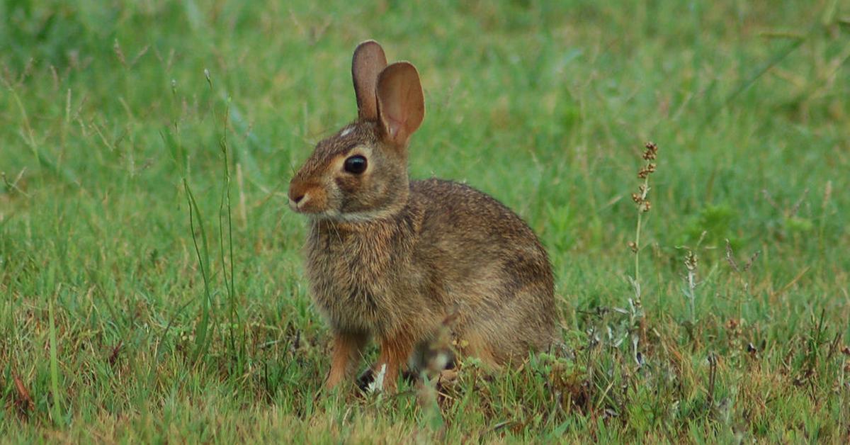 Stunning depiction of Eastern Cottontail, also referred to as Sylvilagus floridanus.