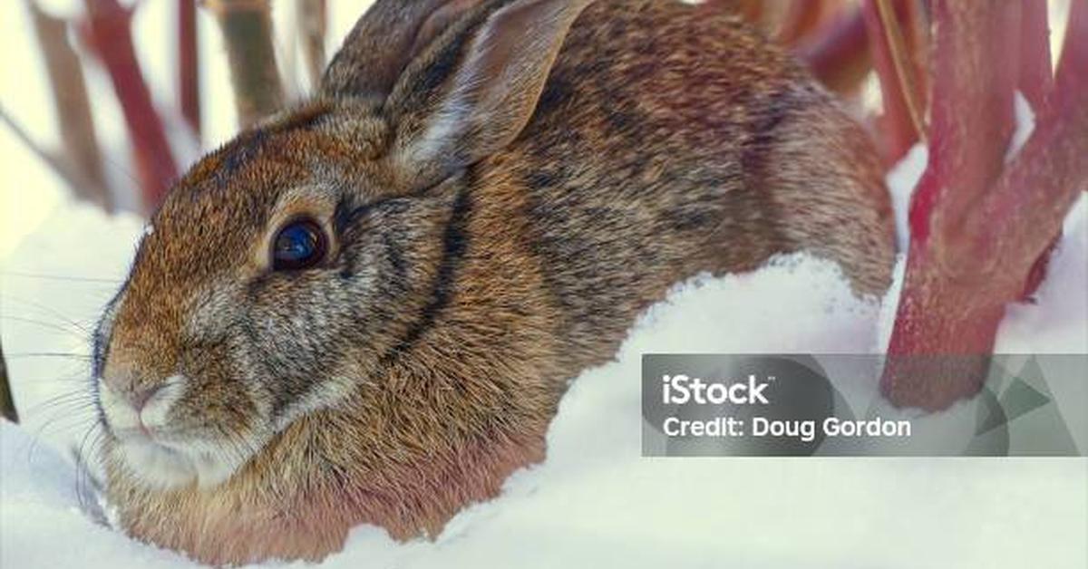 Captured beauty of the Eastern Cottontail, or Sylvilagus floridanus in the scientific world.