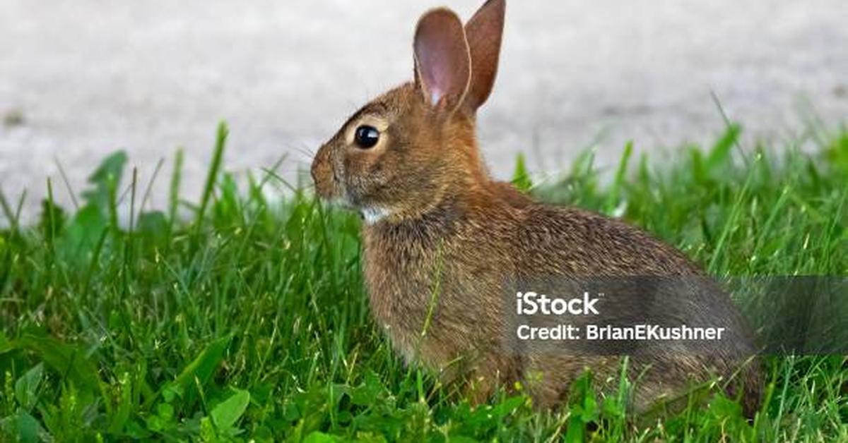 Stunning image of the Eastern Cottontail (Sylvilagus floridanus), a wonder in the animal kingdom.