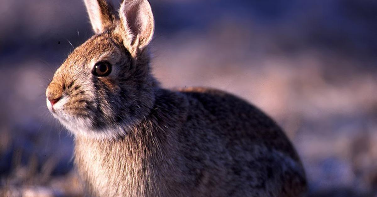 Captivating view of the Eastern Cottontail, known in Bahasa Indonesia as Kelinci Ekor Timur.