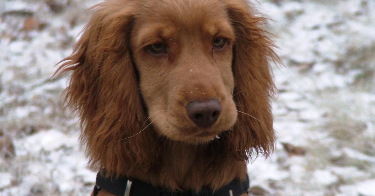 Stunning image of the English Cocker Spaniel (Canis Lupus), a wonder in the animal kingdom.