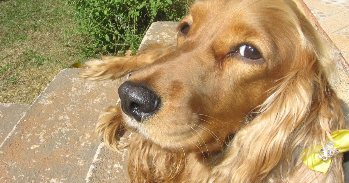 Glimpse of the English Cocker Spaniel, known in the scientific community as Canis Lupus.