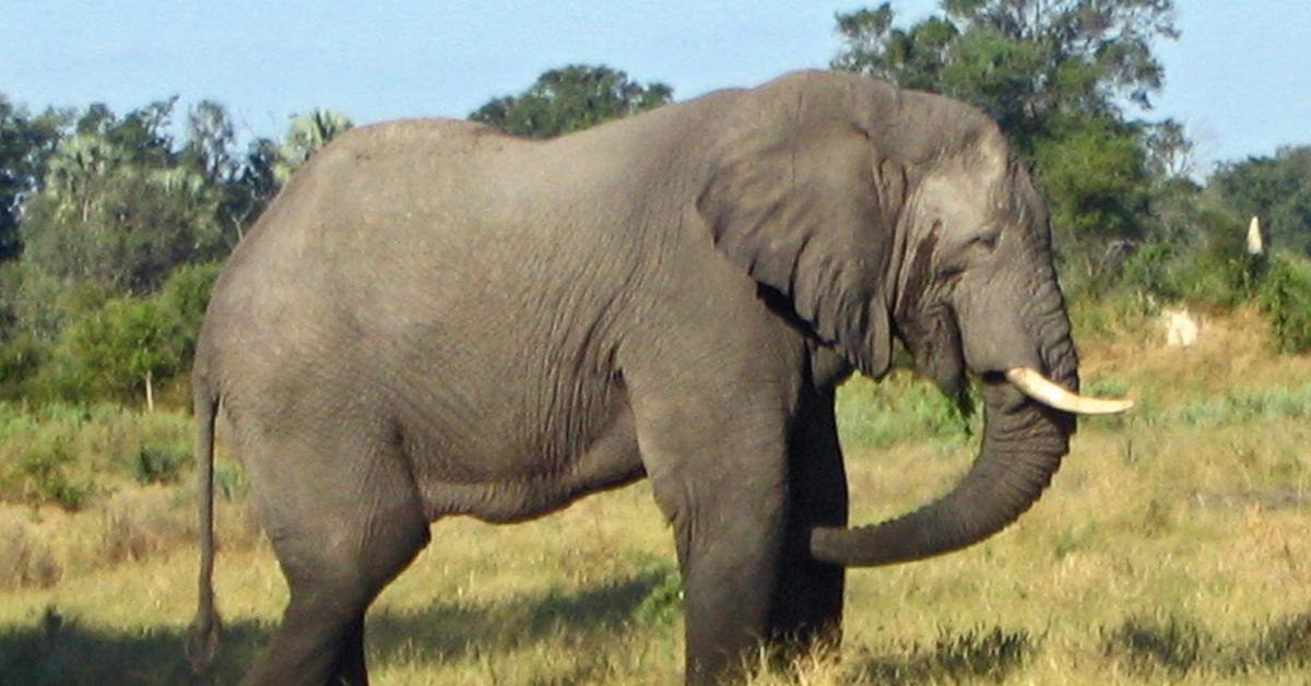 Photograph of the unique Elephant, known scientifically as Pelecanidae.