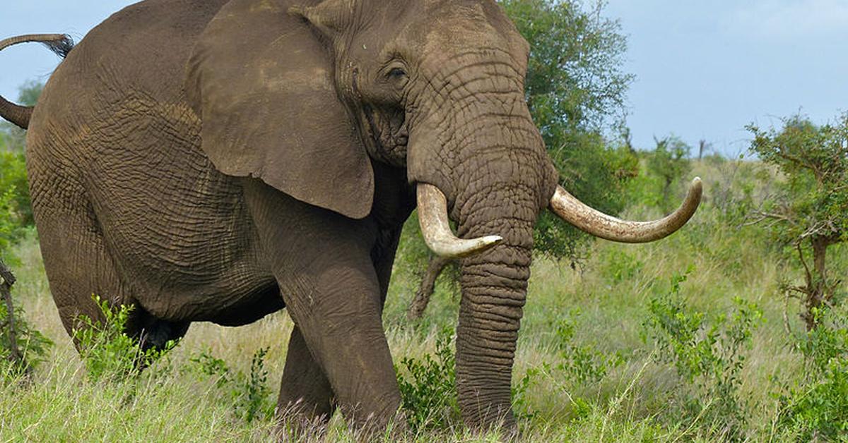 Distinctive Elephant, in Indonesia known as Gajah, captured in this image.