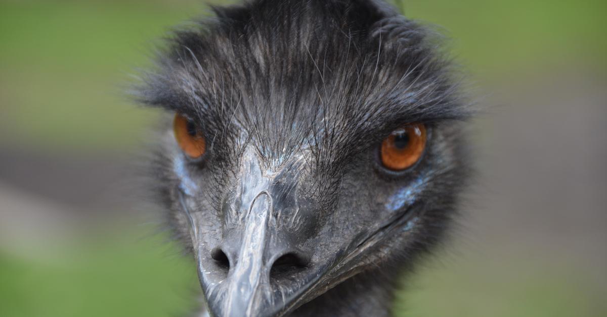 Distinctive Emu, in Indonesia known as Burung Emu, captured in this image.