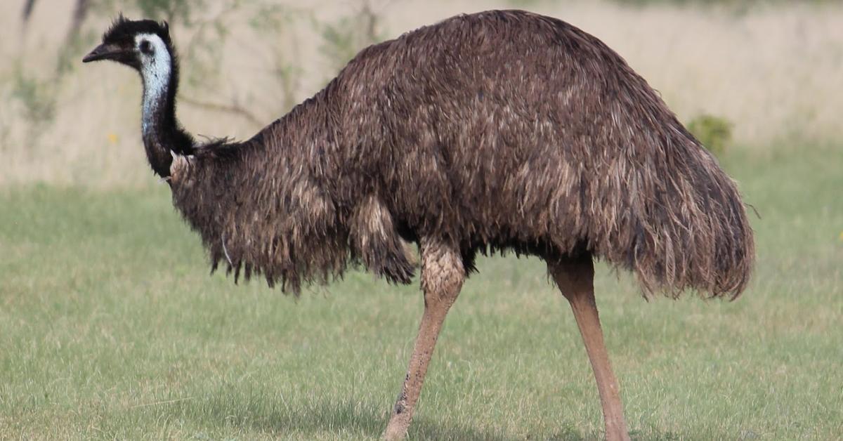 The majestic Emu, also called Burung Emu in Indonesia, in its glory.