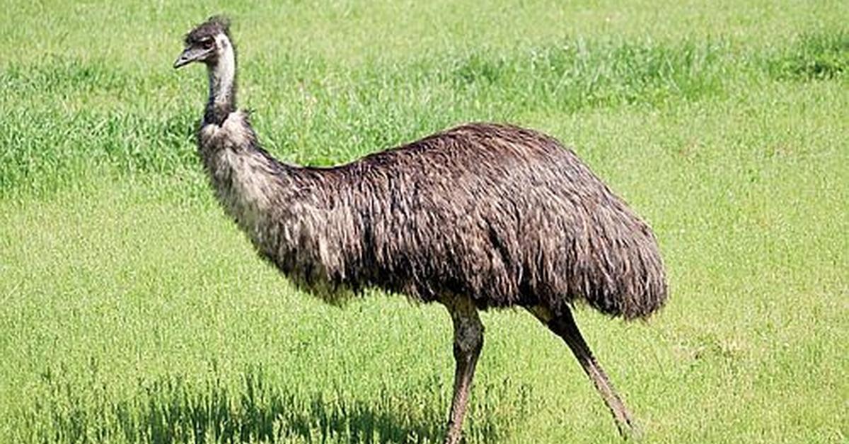 Enchanting Emu, a species scientifically known as Dromaius novaehollandiae.