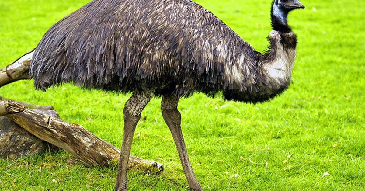 Unique portrayal of the Emu, also called Burung Emu in Bahasa Indonesia.