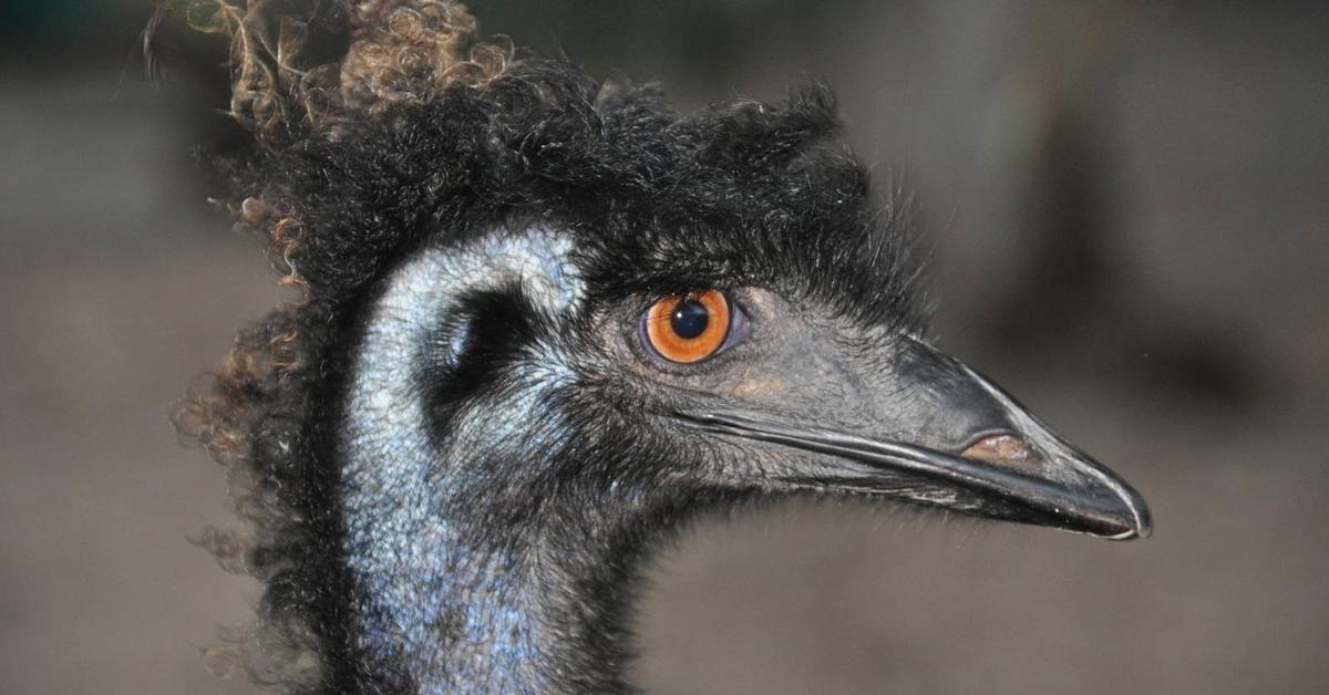 Detailed shot of the Emu, or Dromaius novaehollandiae, in its natural setting.