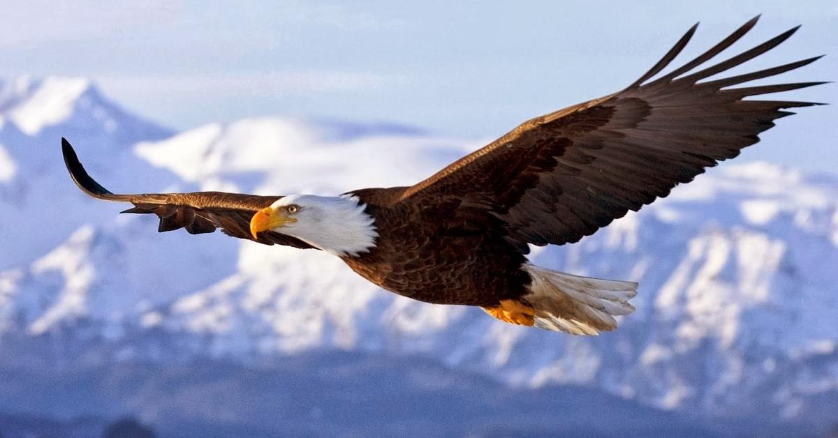 Engaging shot of the Eagle, recognized in Indonesia as Elang.