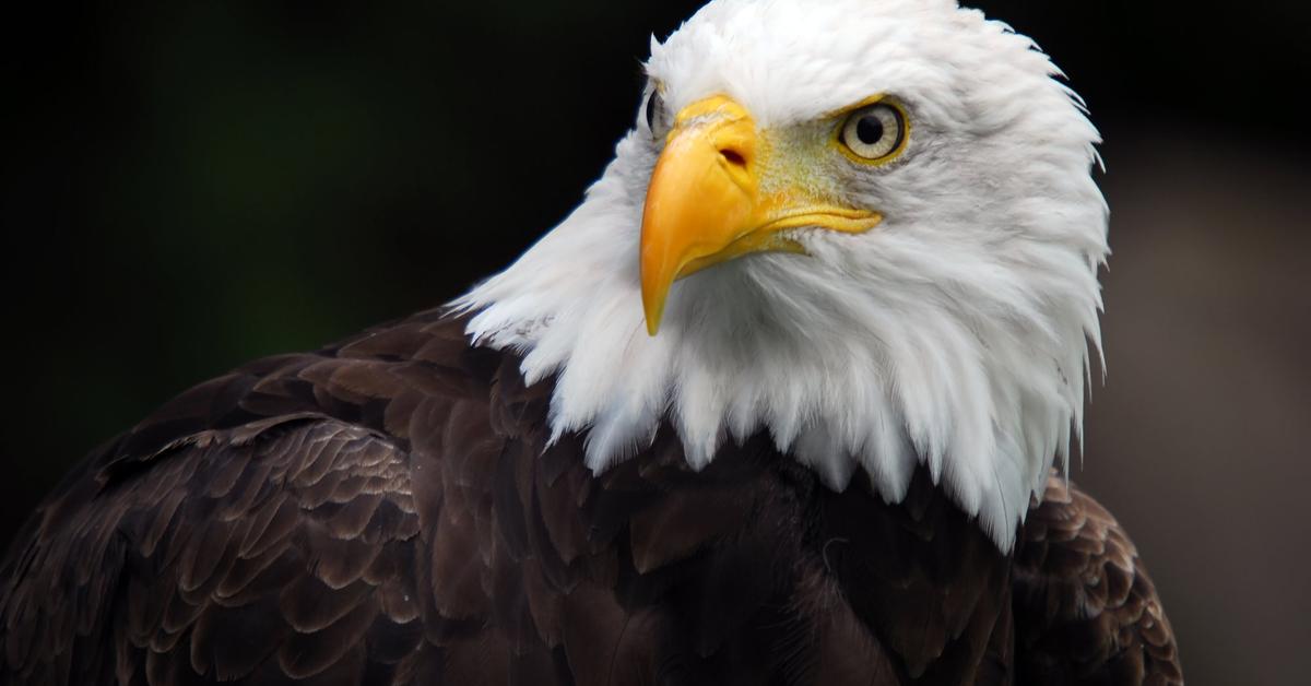 Stunning depiction of Eagle, also referred to as Anatidae.