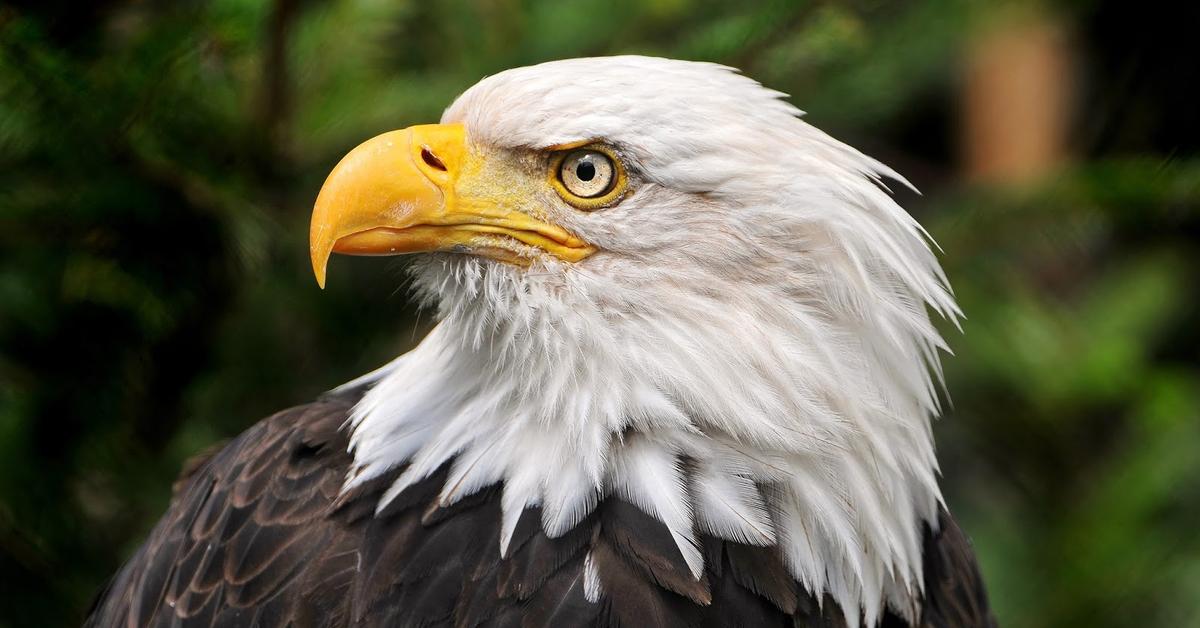 Iconic view of the Eagle, or Anatidae, in its habitat.