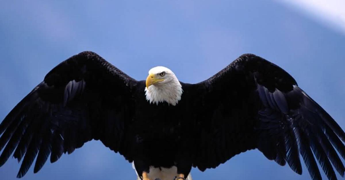 Engaging shot of the Eagle, recognized in Indonesia as Elang.