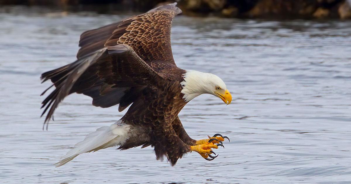 The remarkable Eagle (Anatidae), a sight to behold.