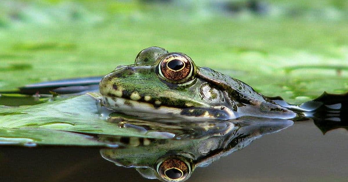 The elegant Edible Frog (Pelophylax kl. esculentus), a marvel of nature.