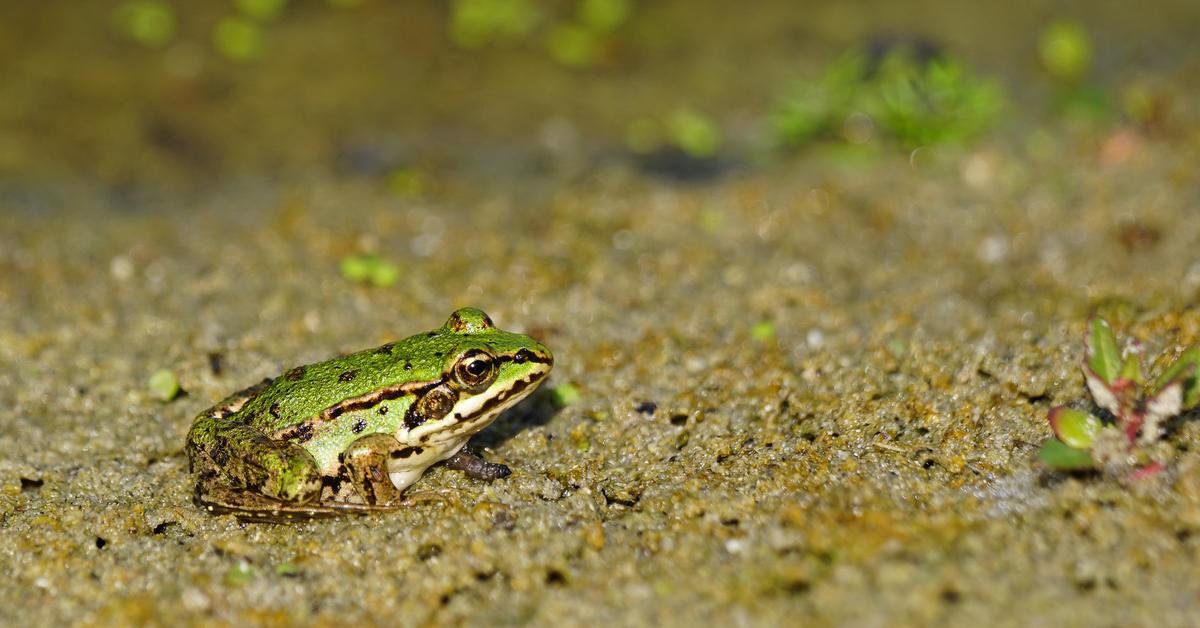 Elegant portrayal of the Edible Frog, also known as Pelophylax kl. esculentus.