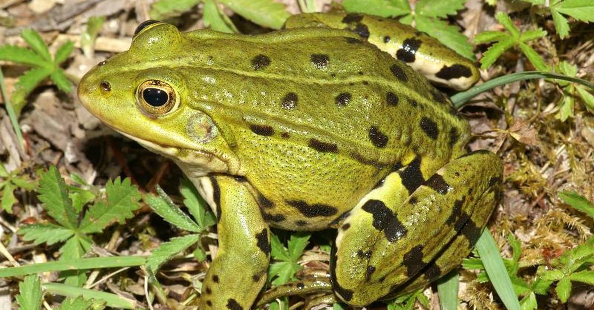 Natural elegance of the Edible Frog, scientifically termed Pelophylax kl. esculentus.