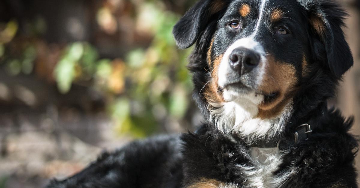 Vibrant snapshot of the Entlebucher Mountain Dog, commonly referred to as Anjing Gunung Entlebucher in Indonesia.