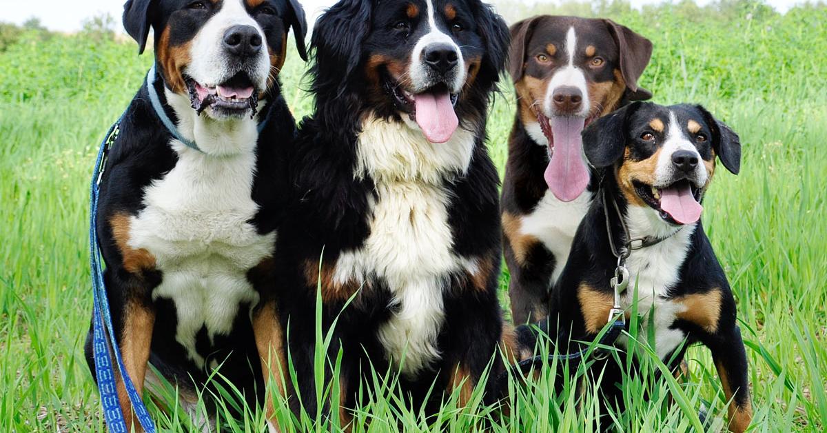 Exquisite image of Entlebucher Mountain Dog, in Indonesia known as Anjing Gunung Entlebucher.