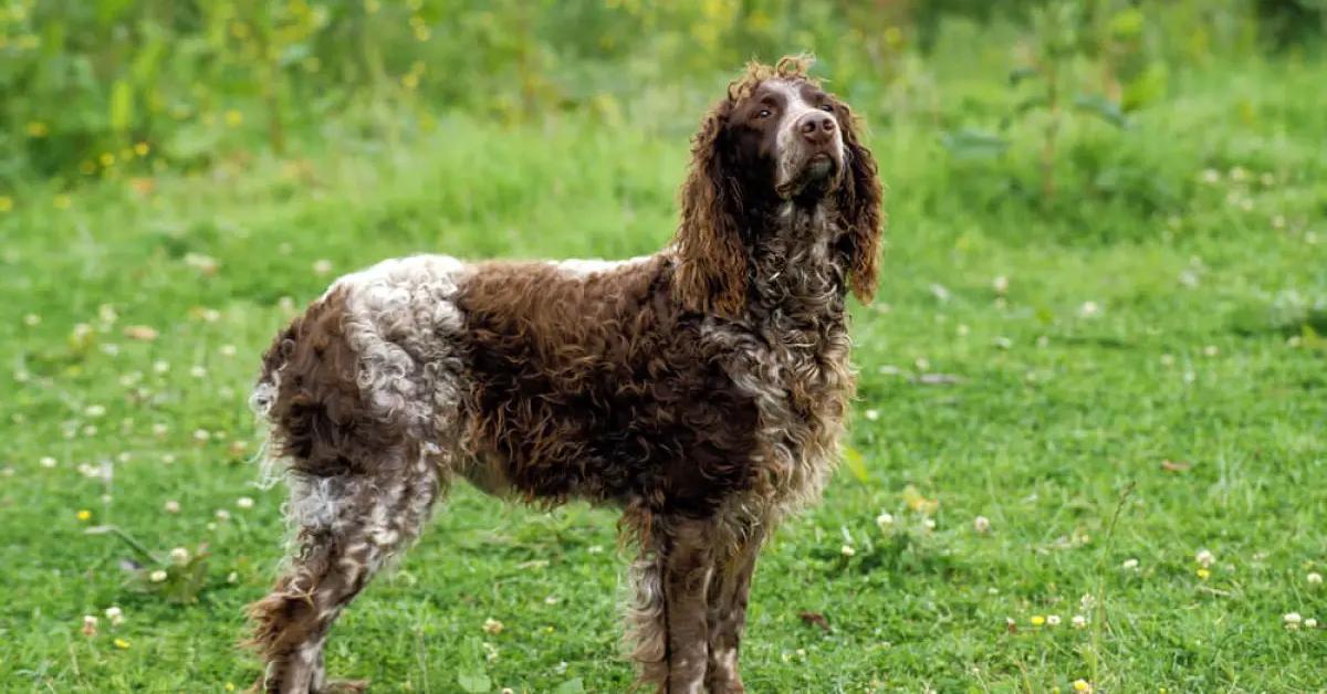 The Epagneul Pont Audemer, a species known as Canis lupus, in its natural splendor.