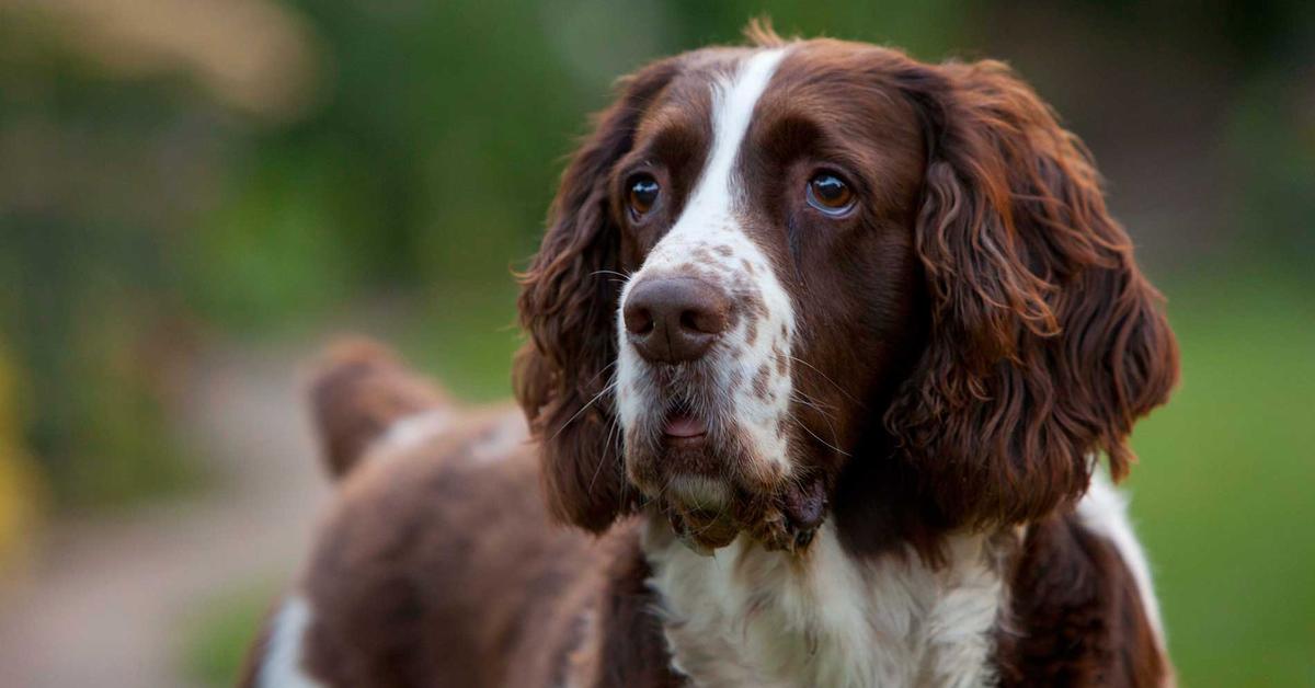 The English Springer Spaniel, a beautiful species also known as Anjing Inggris Springer Spaniel in Bahasa Indonesia.