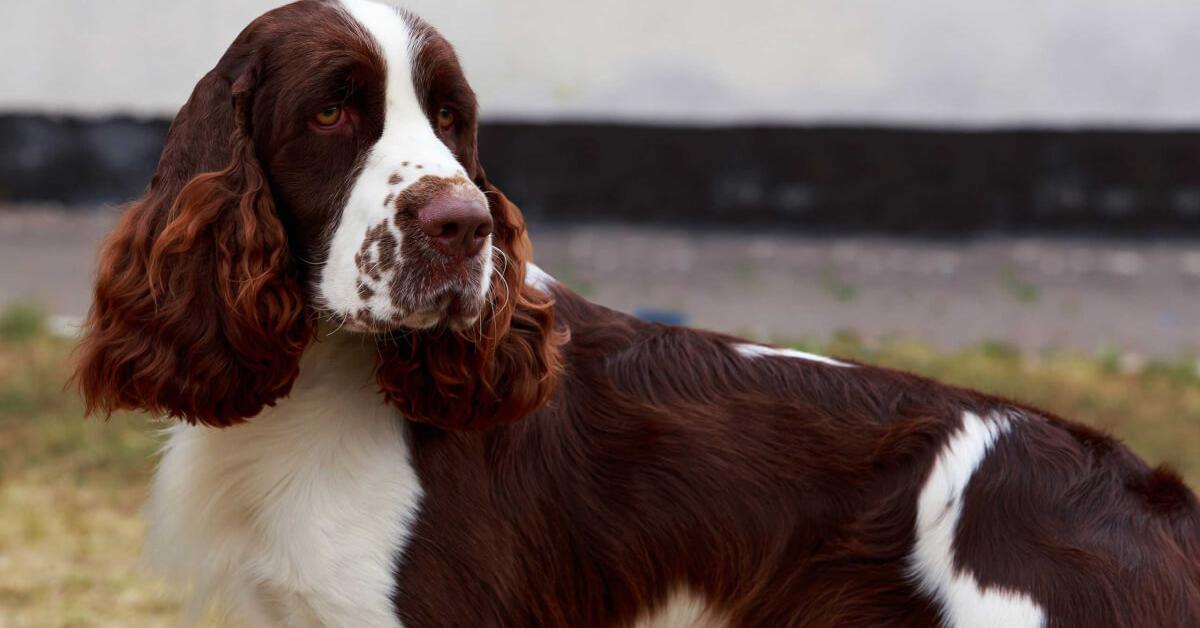 Vivid image of the English Springer Spaniel, or Anjing Inggris Springer Spaniel in Indonesian context.