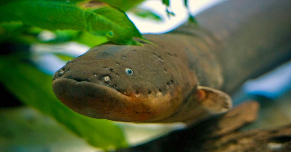 Insightful look at the Electric Eel, known to Indonesians as Belut Listrik.