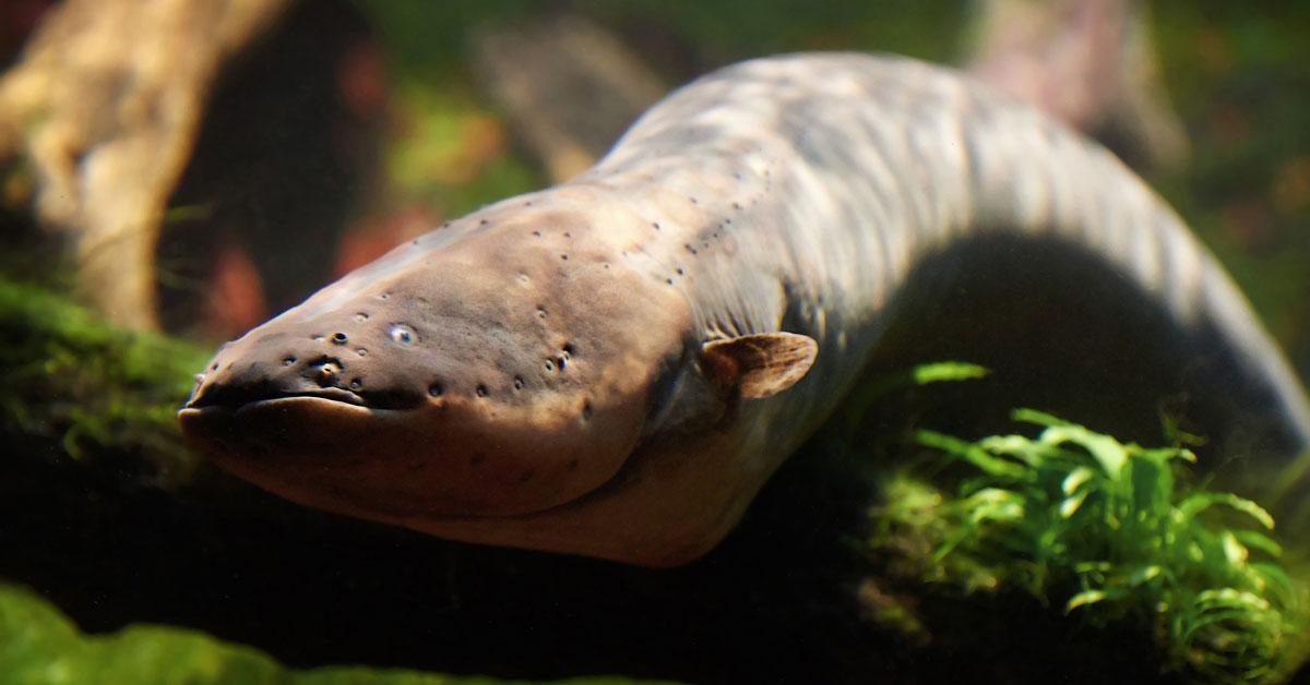 Distinctive Electric Eel, in Indonesia known as Belut Listrik, captured in this image.