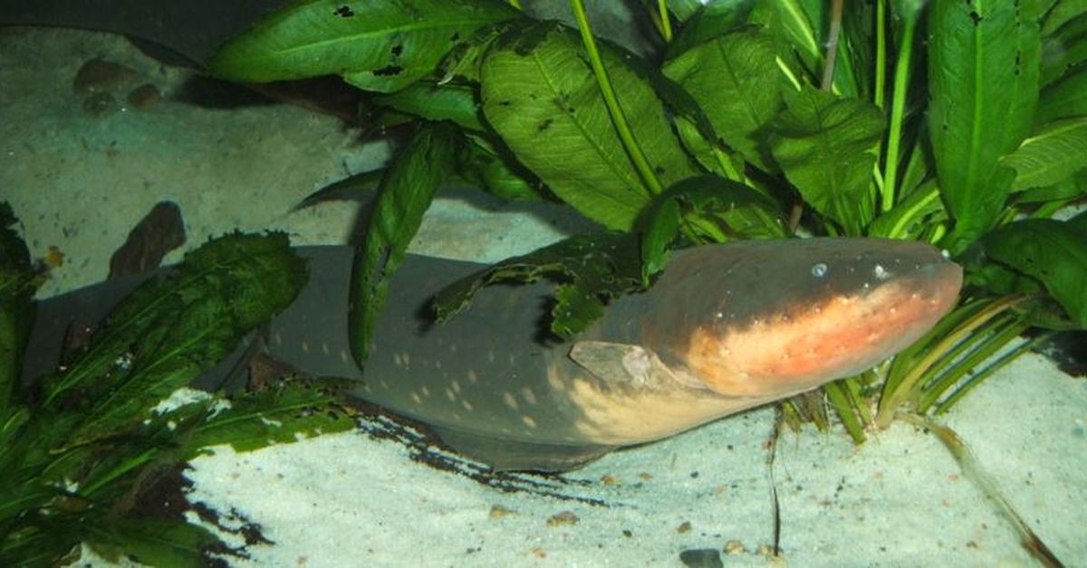 Distinctive Electric Eel, in Indonesia known as Belut Listrik, captured in this image.