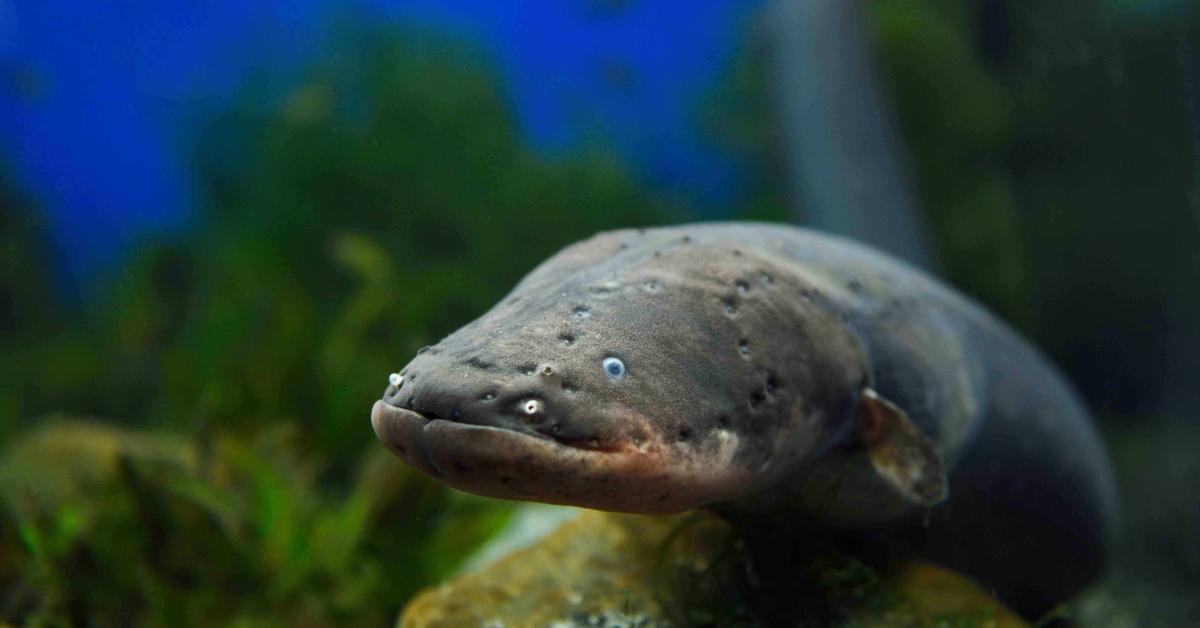 The alluring Electric Eel, commonly referred to as Belut Listrik in Bahasa Indonesia.