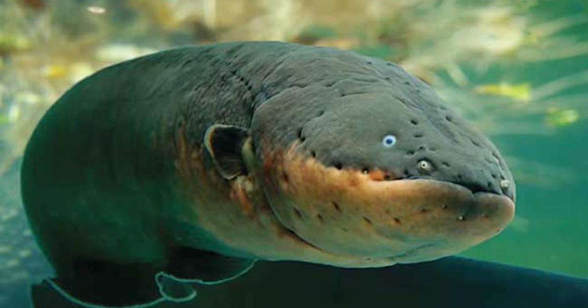 The Electric Eel, a beautiful species also known as Belut Listrik in Bahasa Indonesia.