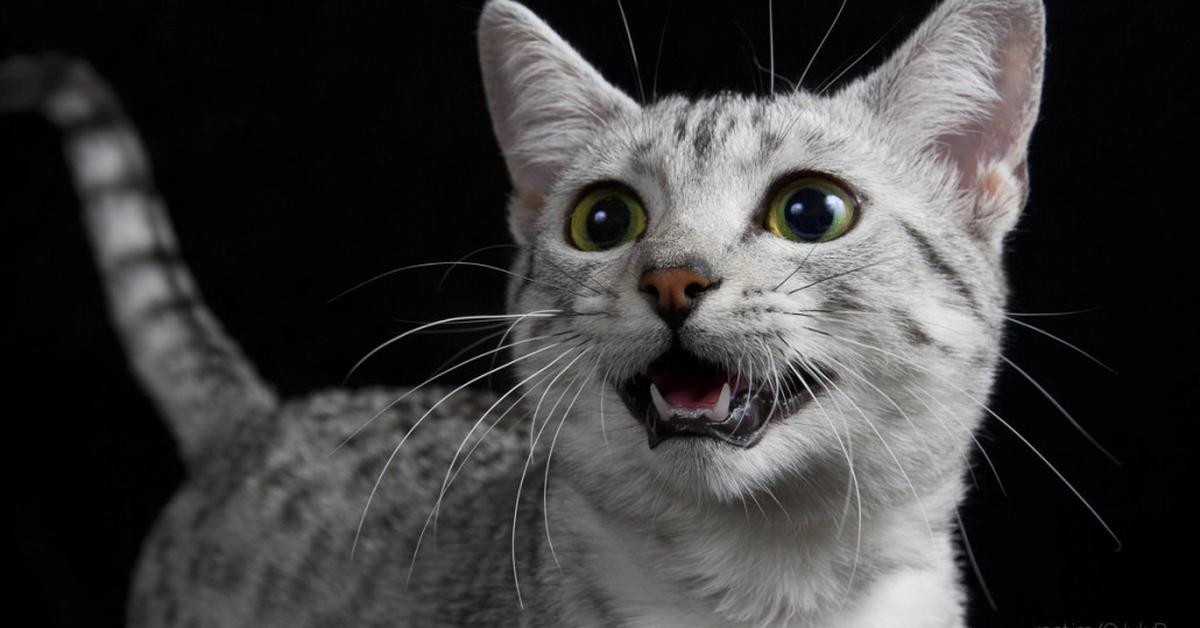 Splendid image of the Egyptian Mau, with the scientific name Felis catus.