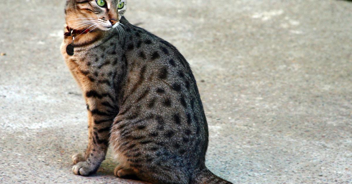 The elegant Egyptian Mau (Felis catus), a marvel of nature.