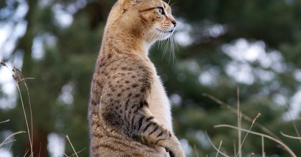 The elegant Egyptian Mau (Felis catus), a marvel of nature.