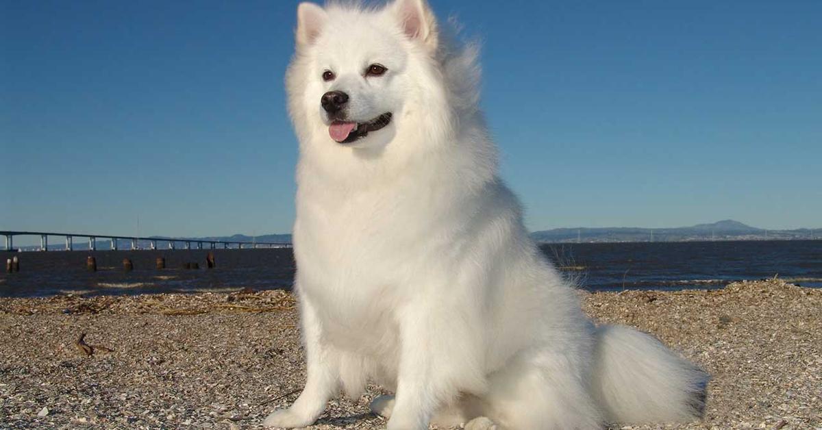 Close-up view of the Eskimo Dog, known as Anjing Eskimo in Indonesian.